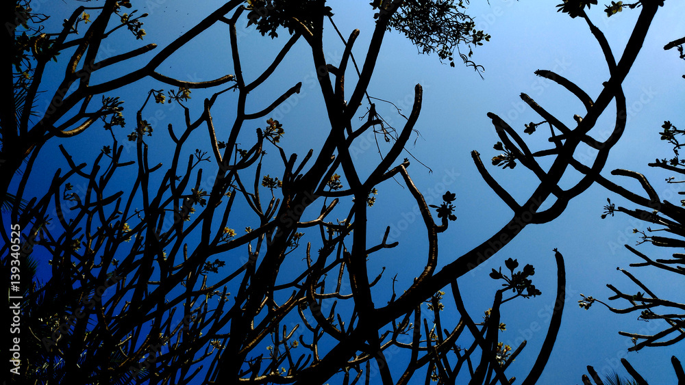 silhouette tree