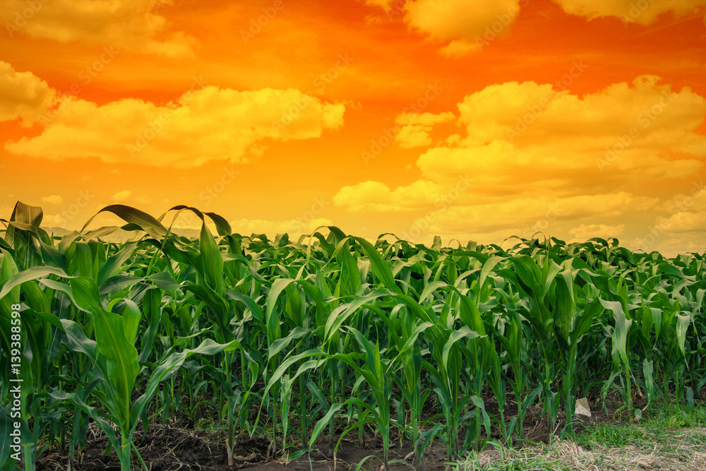 young green corn field in agricultural garden and light shines sunset