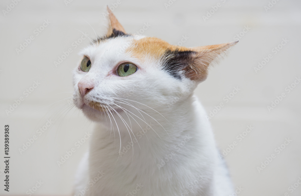 Close up white cat on white background