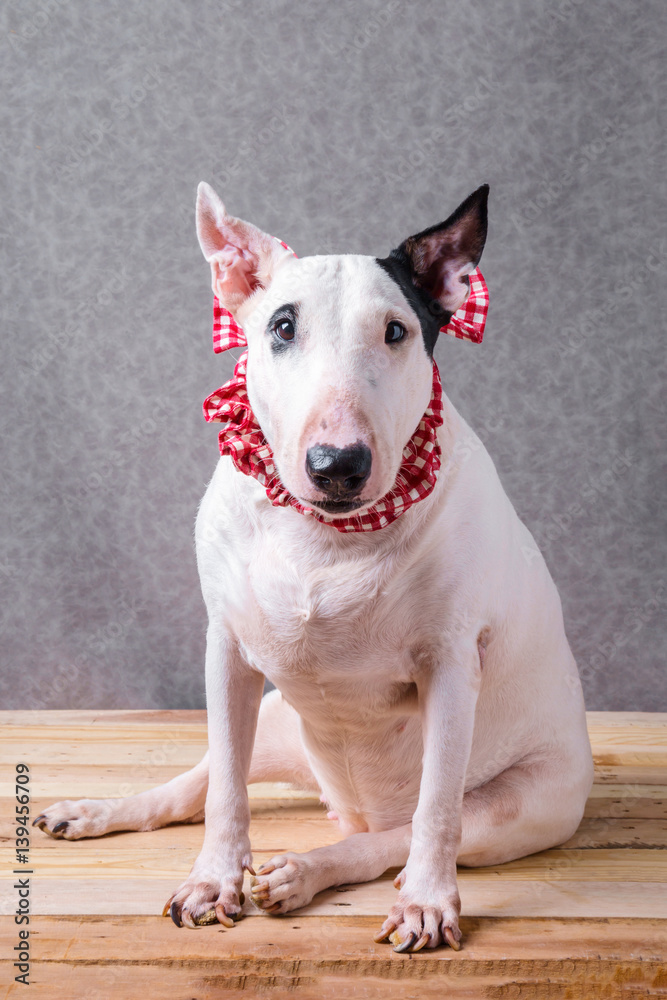 cute english bullterrier isolate on white backgtound