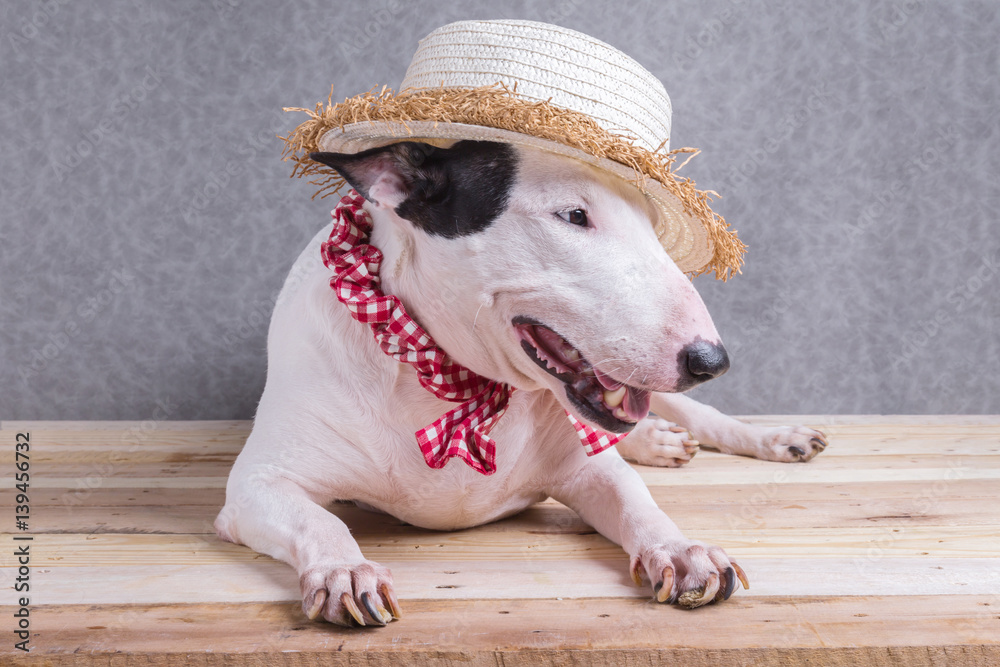 cute english bullterrier isolate on white backgtound