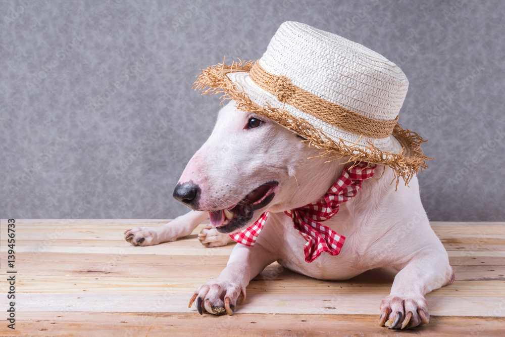 cute english bullterrier isolate on white backgtound