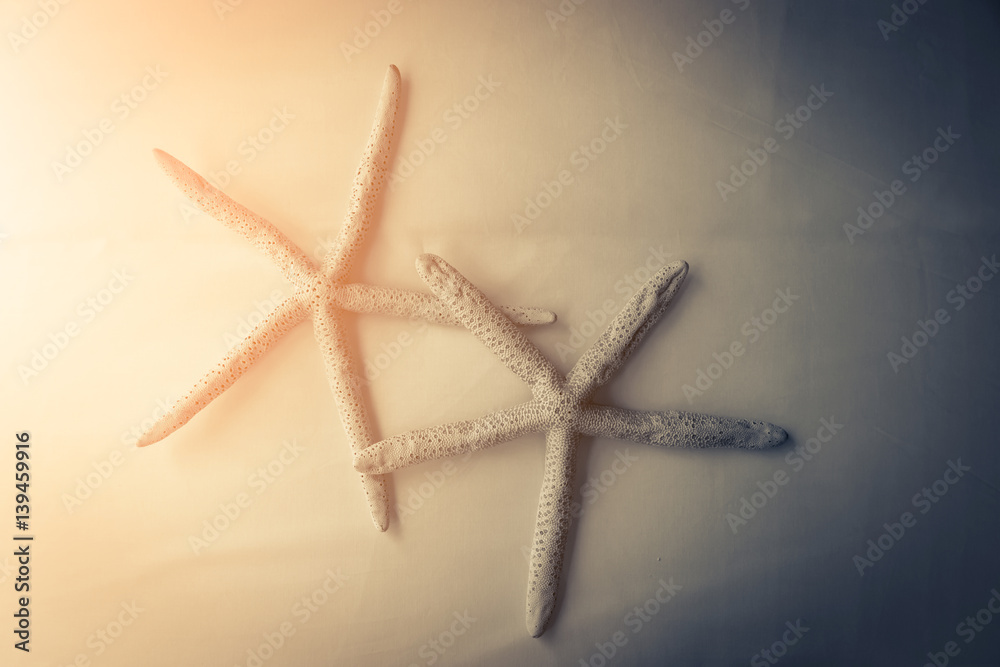 starfish on white background decorating room ideas