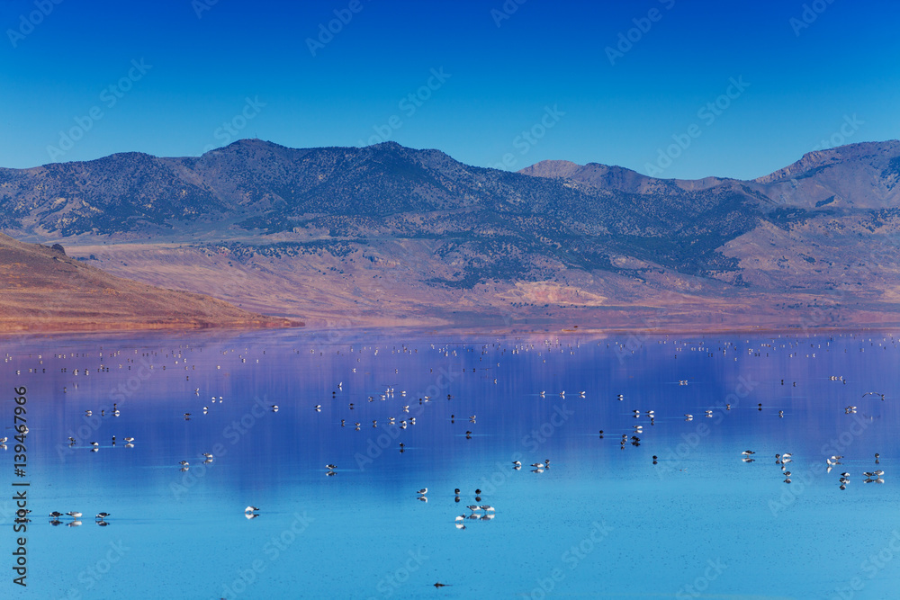 Great Salt Lake with swimming on surface birds