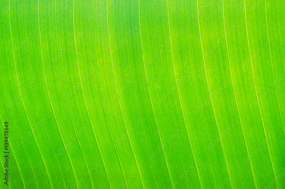 close up on green leaf background or texture