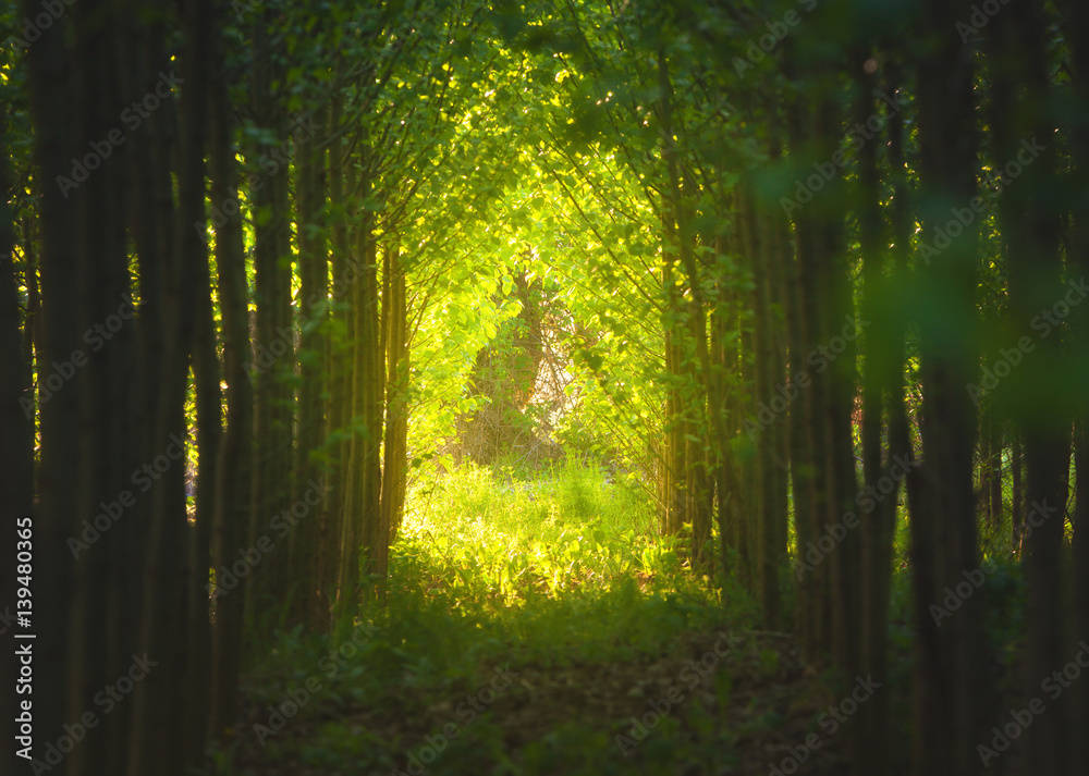 Walkway through tree tunnel at sunset. Colorful landscape with path, trees, plants, green foliage an