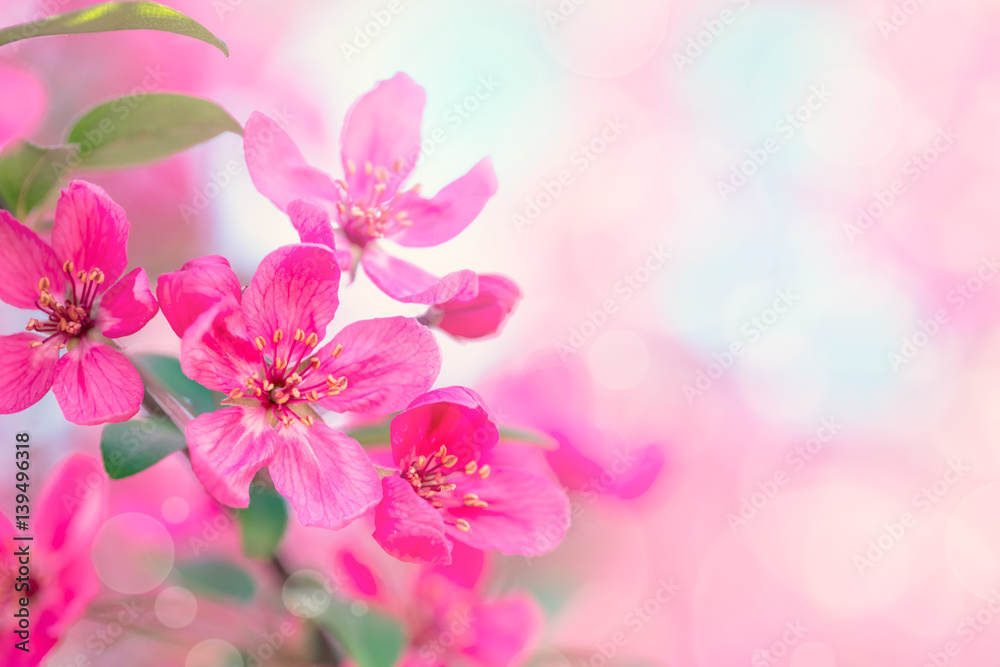 Spring garden background with pink flowers