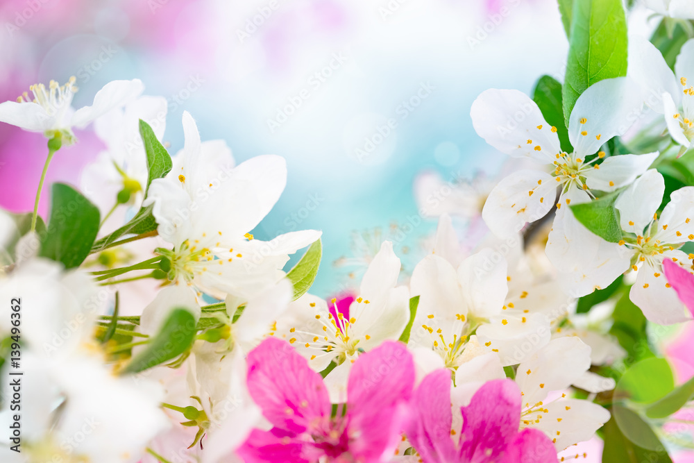 Spring background with pink and white tree flowers