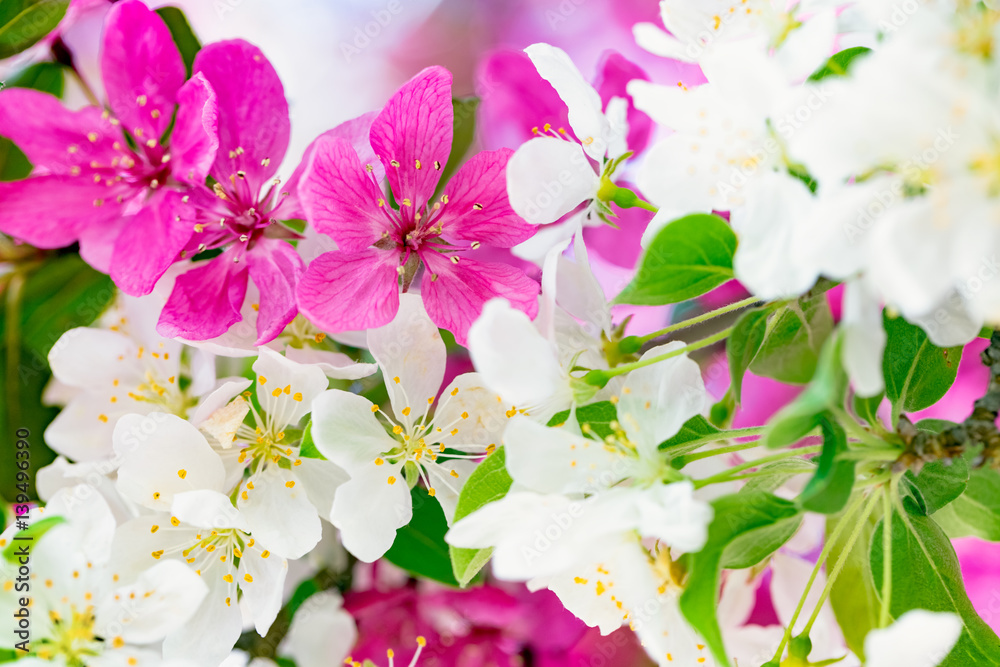 Spring background with pink and white tree flowers