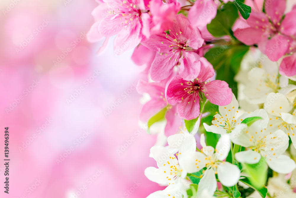 Spring background with pink and white tree flowers