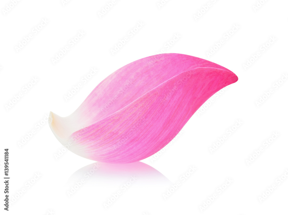 Closeup on lotus petal isolate on white background