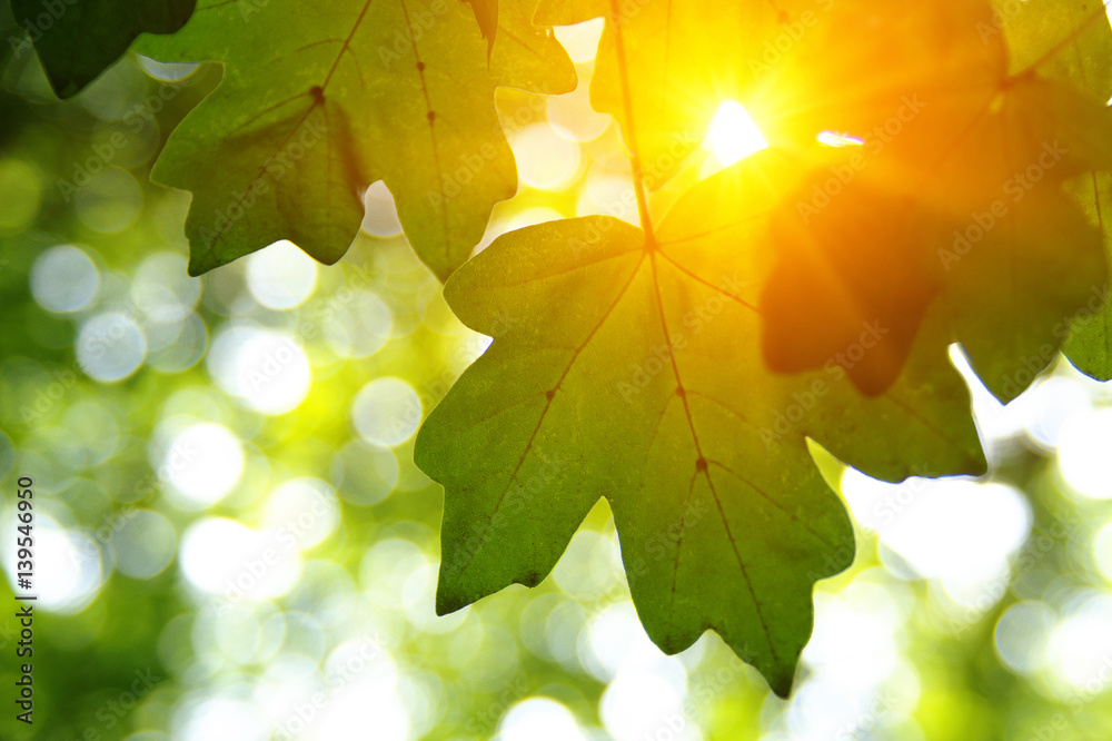 Green leaves and sun