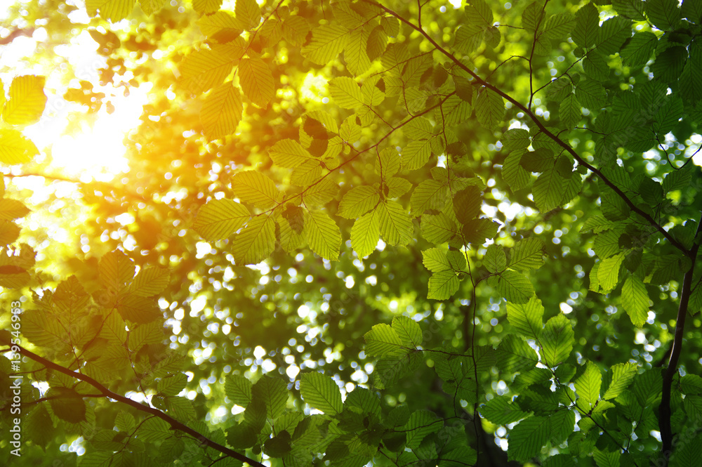 Green leaves and sun