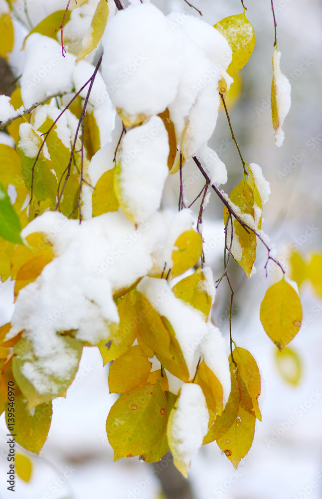 Yellow leaves in snow