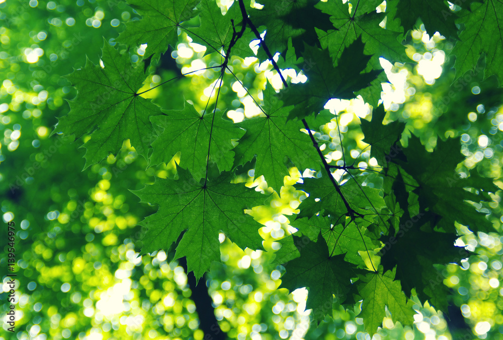 Green leaves on the green