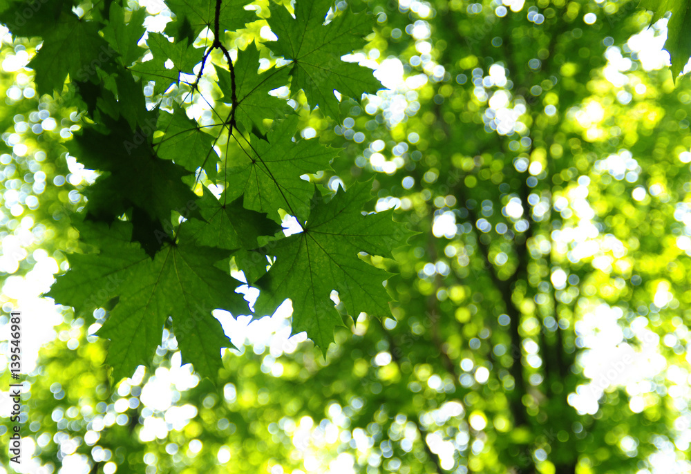 Green leaves on the green