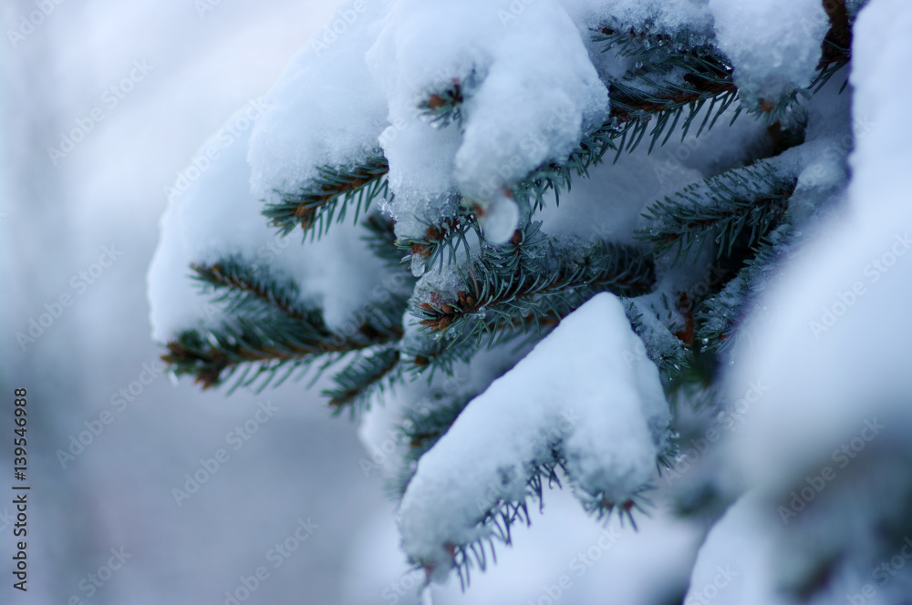 Spruce branches covered with snow