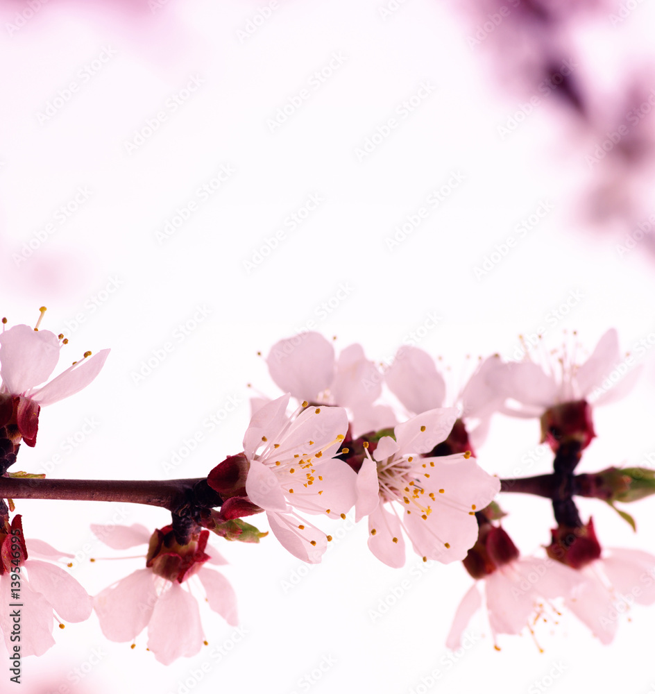 Branch with blossoms