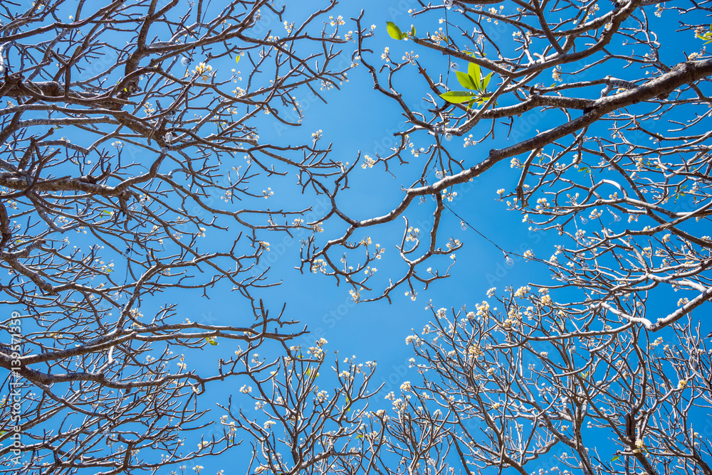 Plumeria branch with blue sky