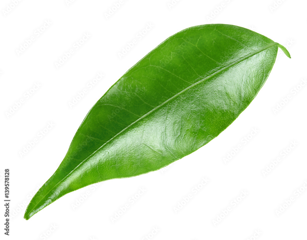 Citrus leaf isolated on white background. Full depth of field.