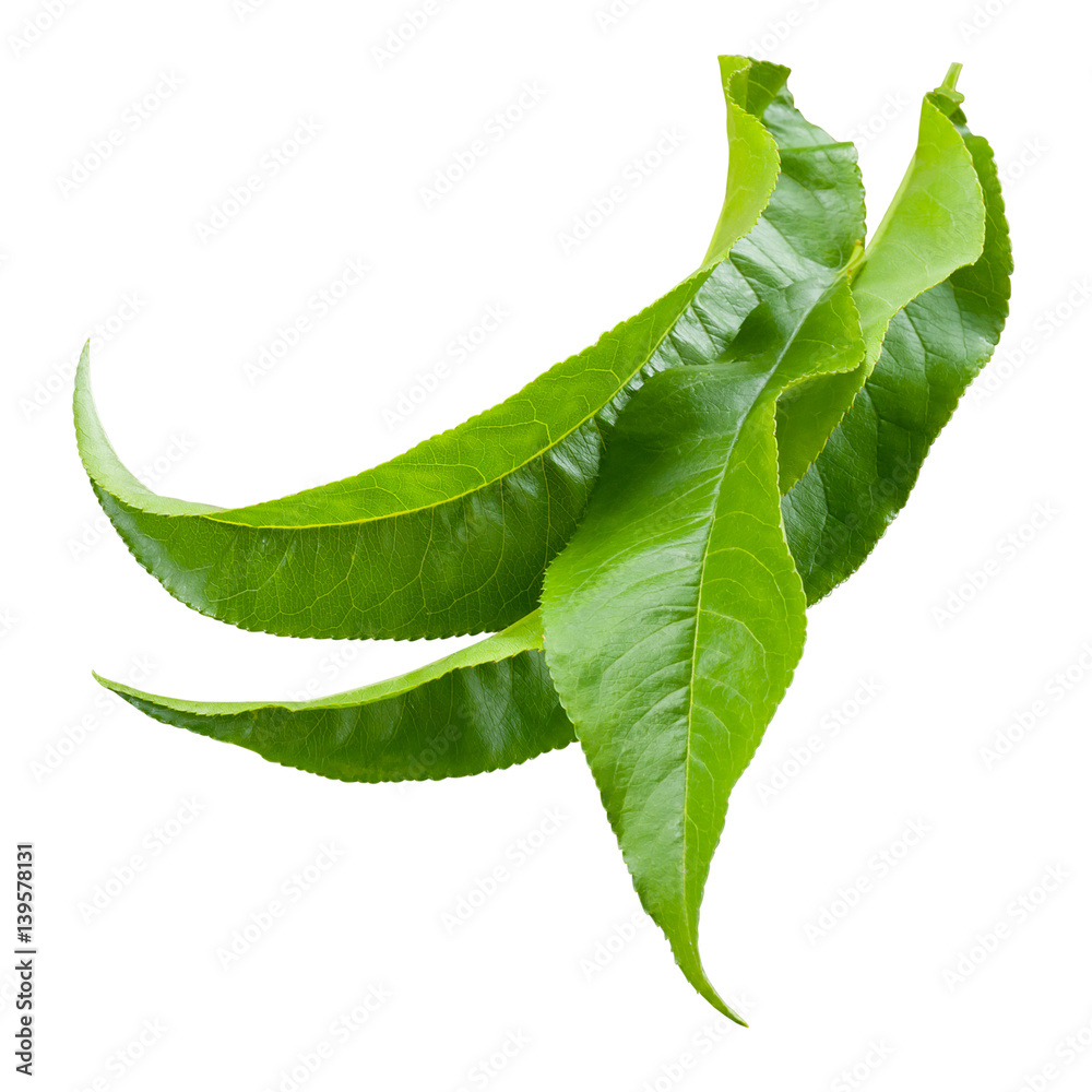 Peach leaves isolated on a white background.