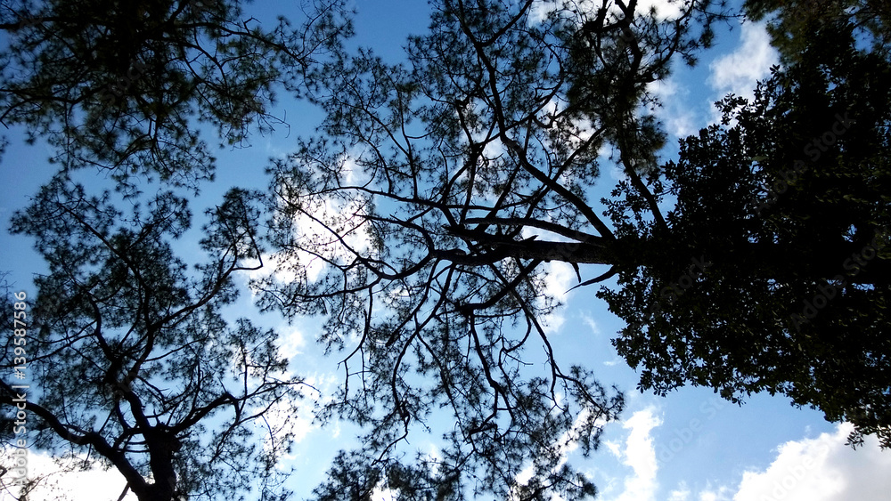 silhouette tree