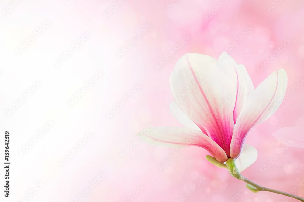 Magnolia flowers spring blossom background