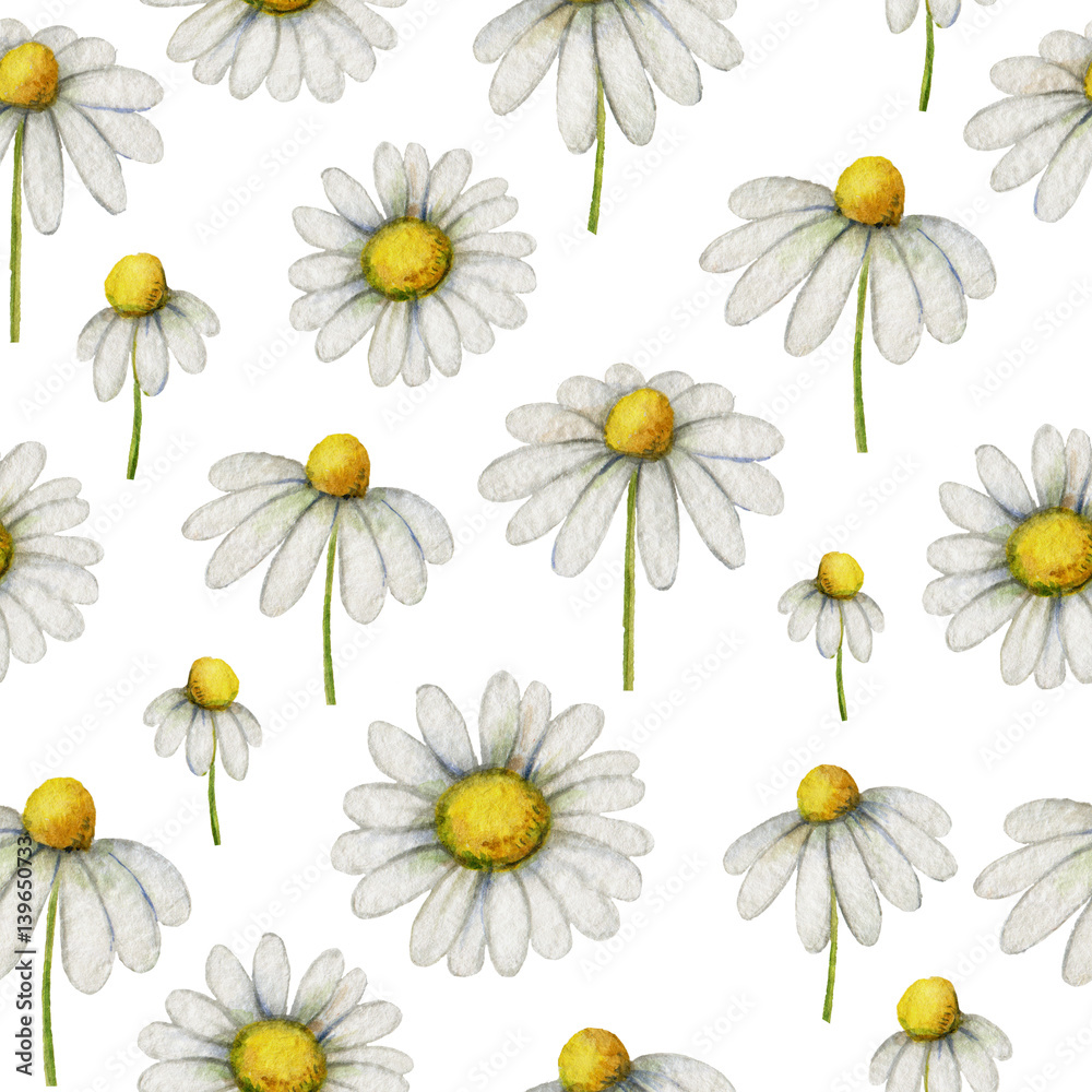 Watercolor chamomile seamless pattern of flowers and leaves isolated on white background.