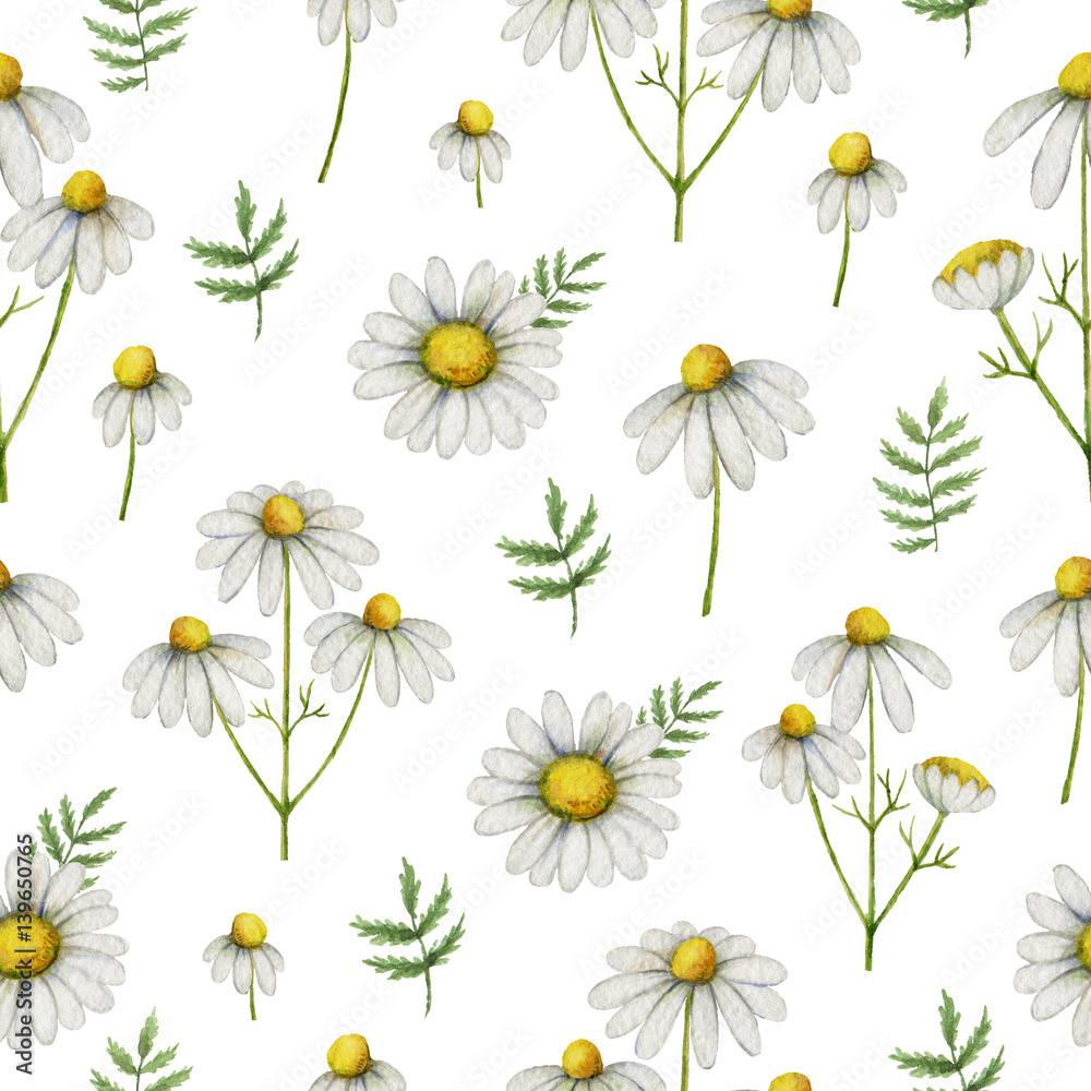 Watercolor chamomile seamless pattern of flowers and leaves isolated on white background.