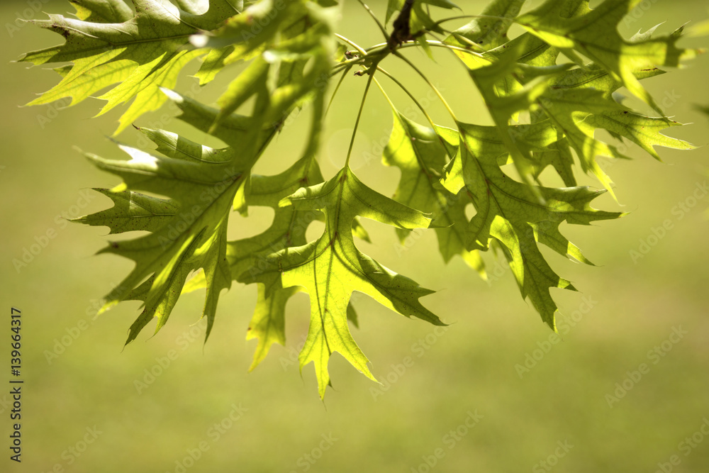 Beautiful maple spring season leaves in the sun. Selective focus used.