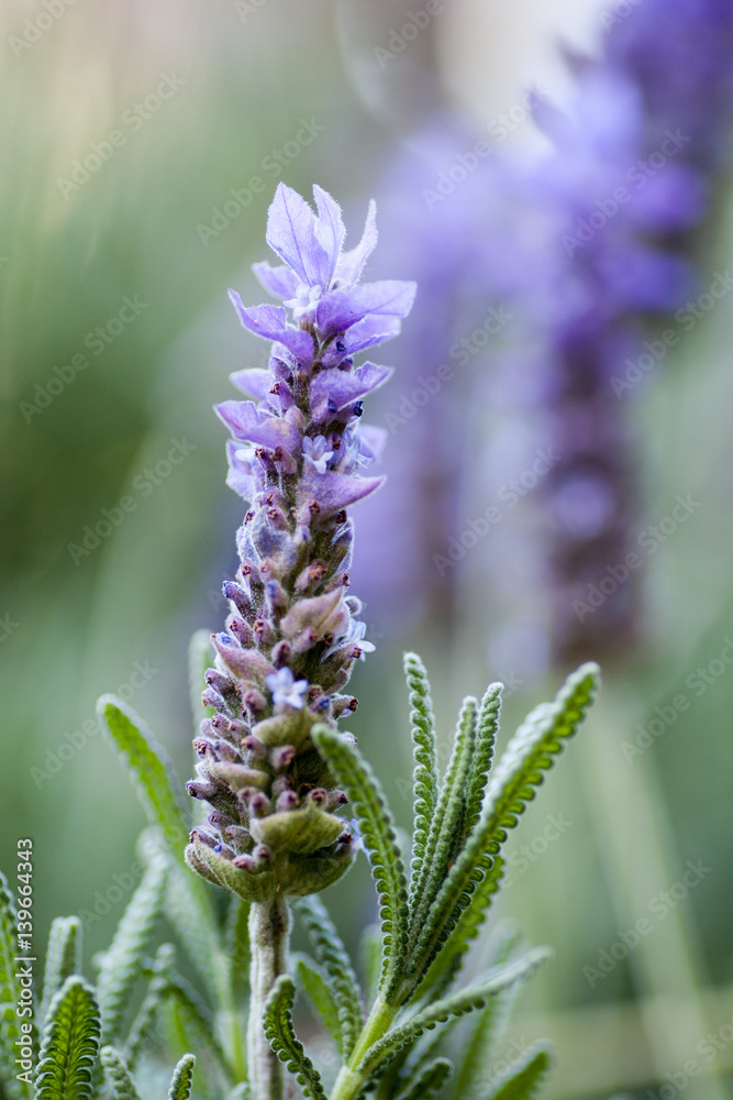 Lavender