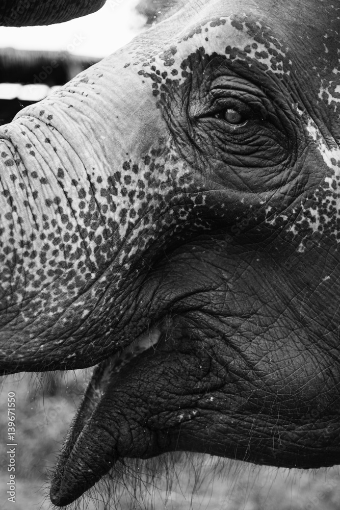 Closeup Shot Elephant Open Mouth