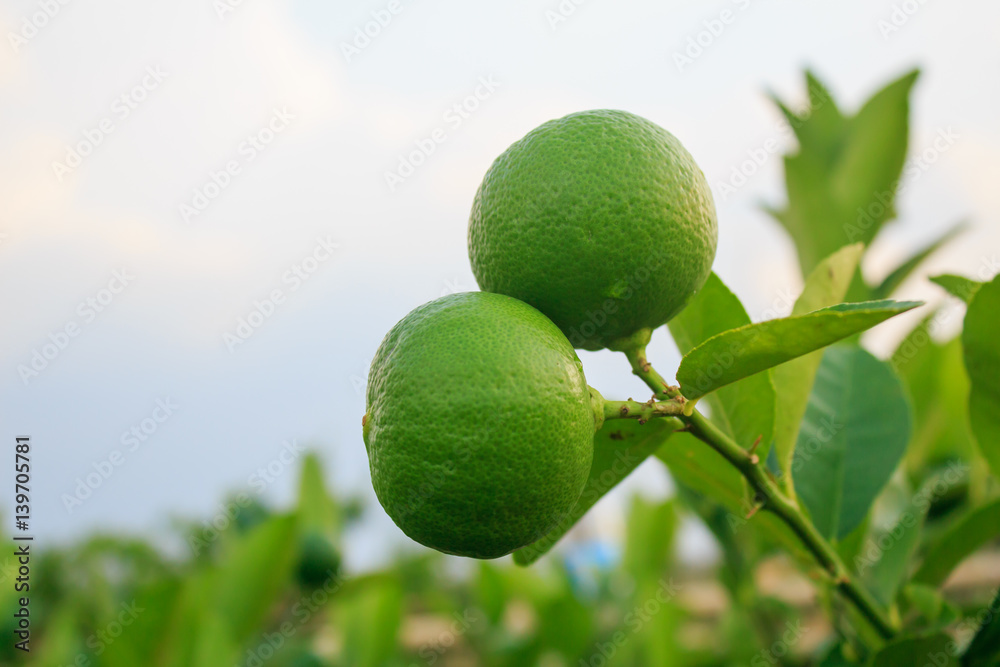 Fresh Green lemon on tree in farm