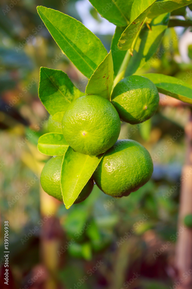 Fresh Green lemon on tree in farm