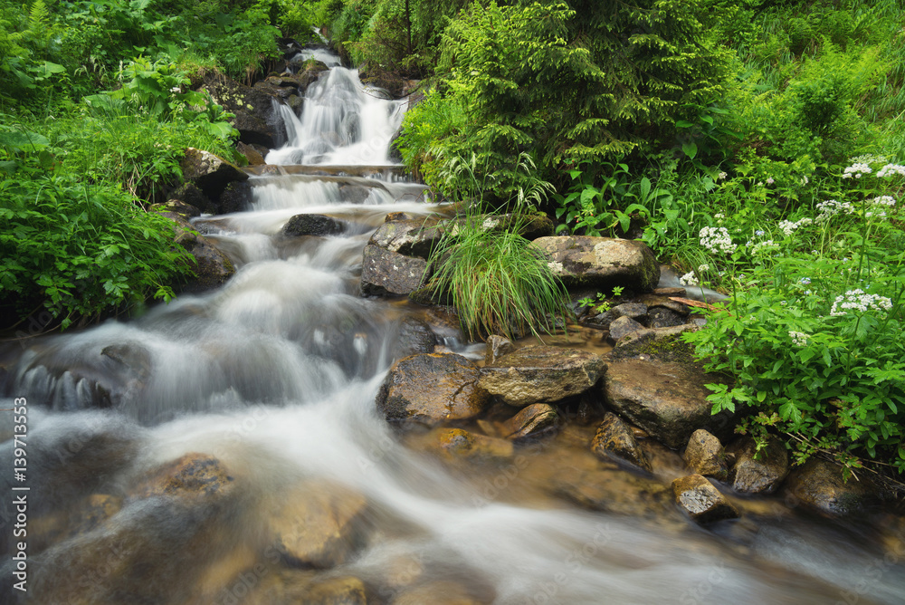 River in the summer forest. Beautiful natural landscape in the summer time