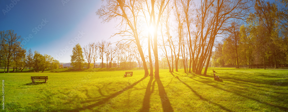 Panorama of a green park with trees in the early morning. Spring sunrise