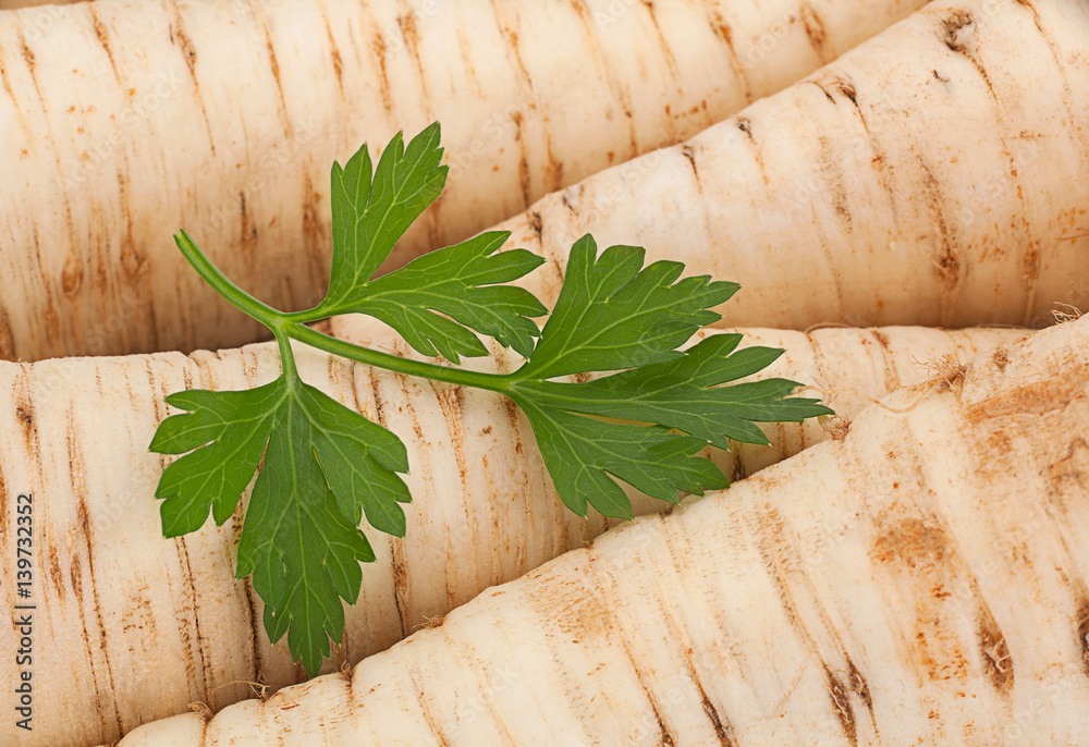 Parsley vegetable root closeup