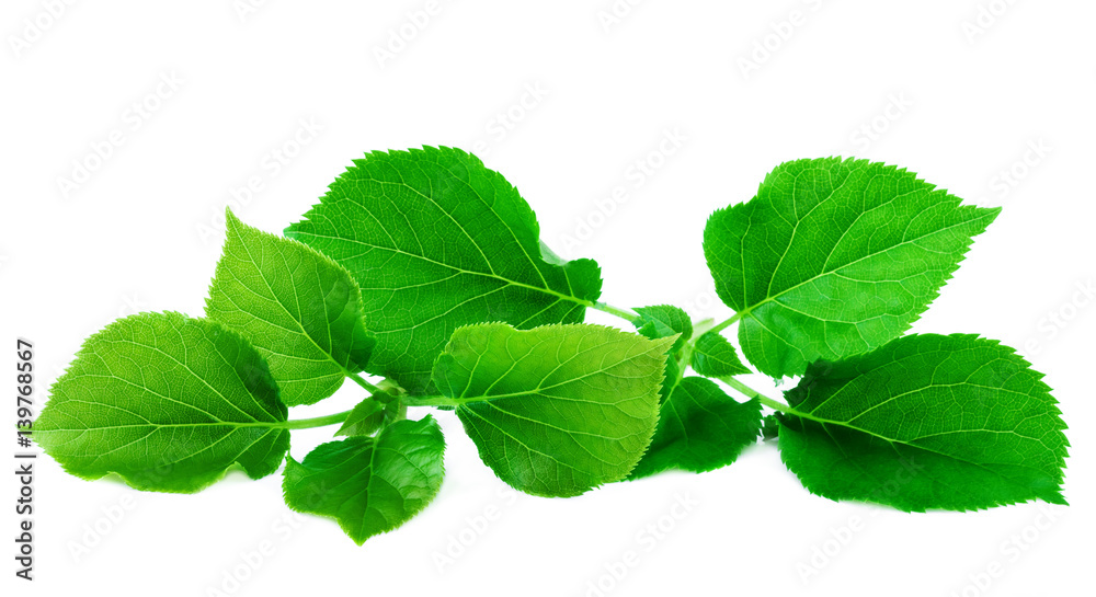 Fresh green leafs. Lush green leaves isolated on white background