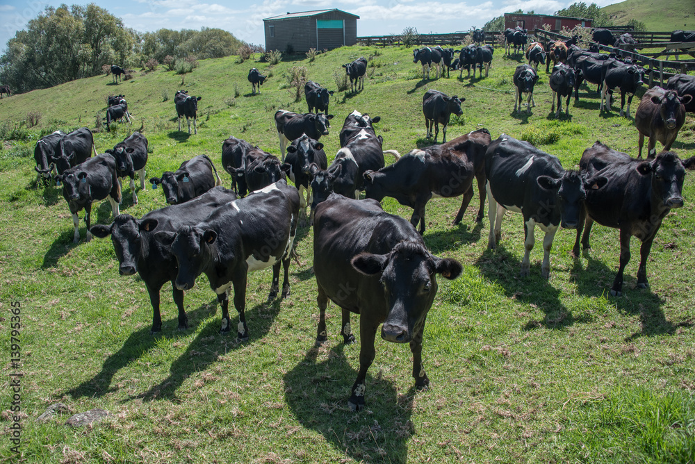 Herd of cattle on a farm