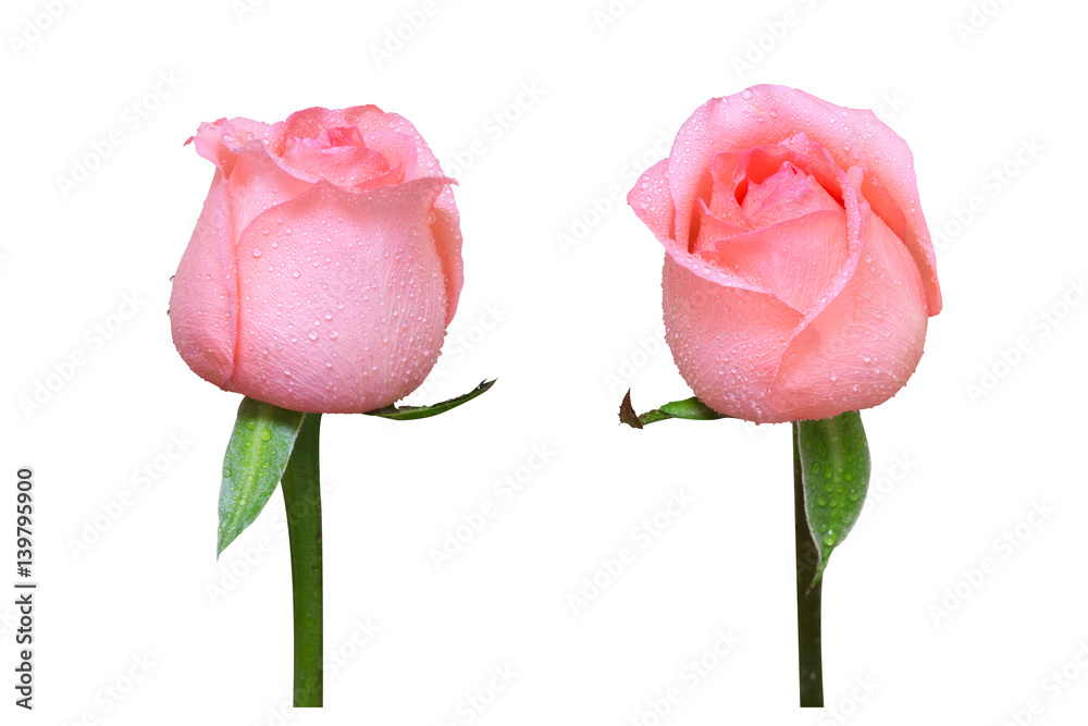 two rose flowers isolated