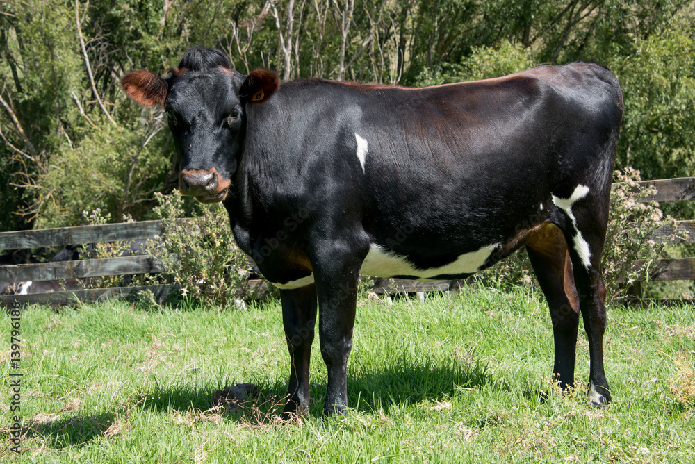 Angus crossbred bull