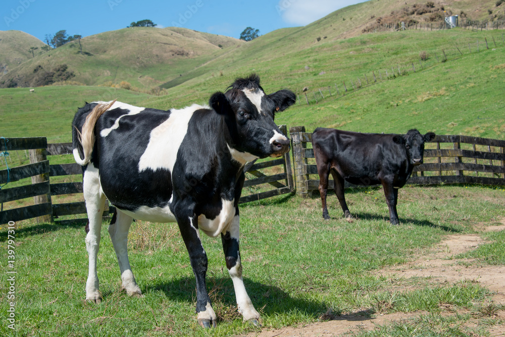 Angus crossbred bull