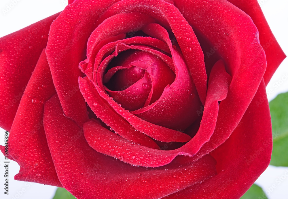 red rose close up top