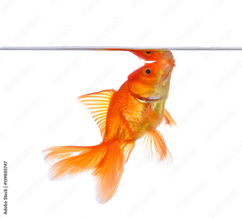 Gold fish. Isolation on the white background