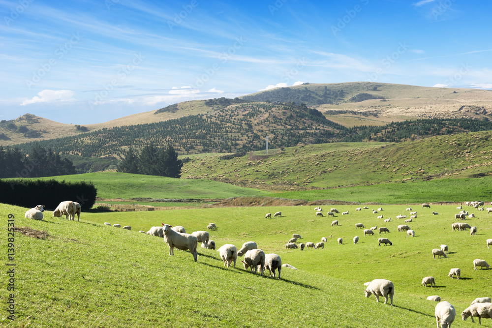 beautiful pasture with animals near hill