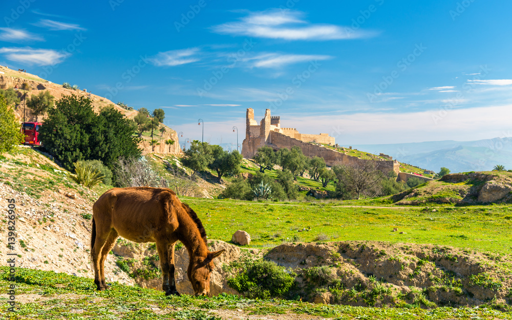 Mule on a pasture in Fes, Morocco