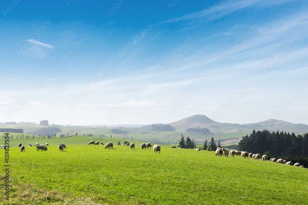 beautiful pasture with animals near hill