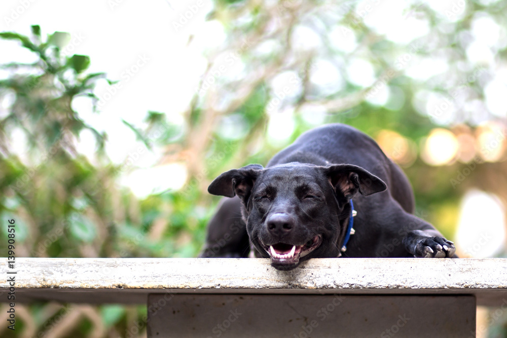 Close up Smiling face of happiness black dog face