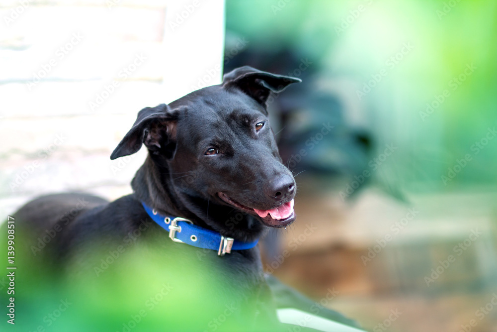 Close up Smiling face of happiness black dog face