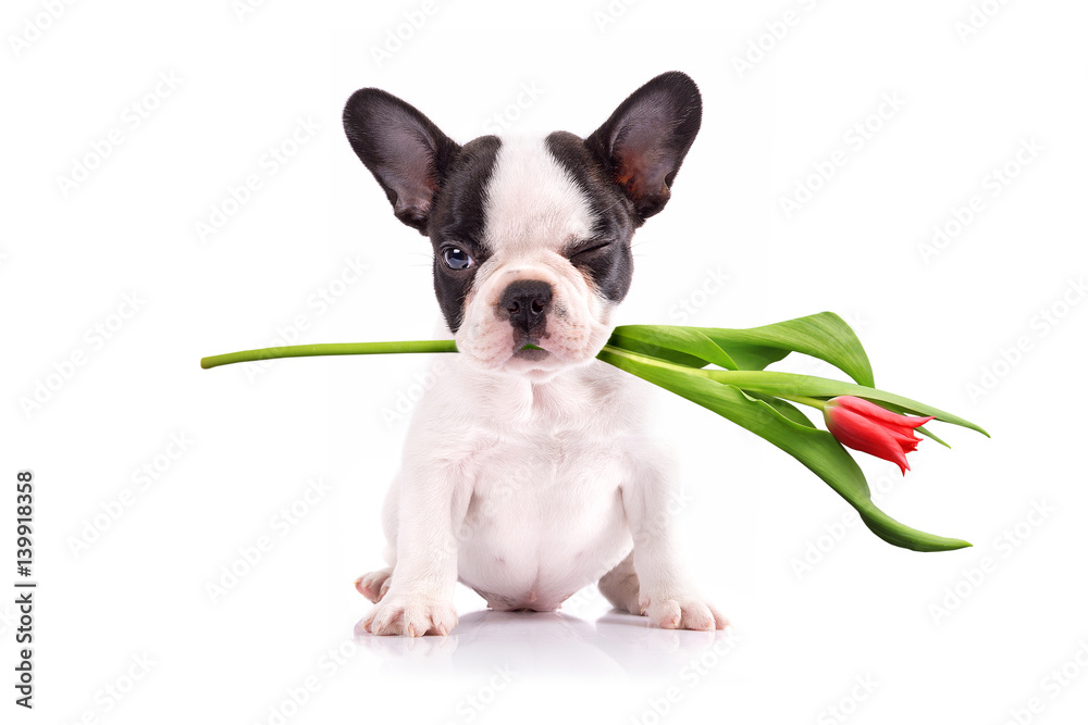 French bulldog puppy with tulip flower in muzzle